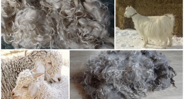 Výhody a nevýhody kozí srsti, klasifikace a kde se aplikuje